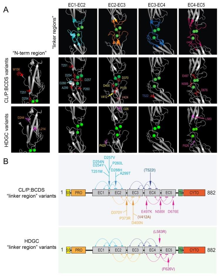 https://cdn.ncbi.nlm.nih.gov/pmc/blobs/a163/7231129/4dda966a7c37/genes-11-00391-g004.jpg