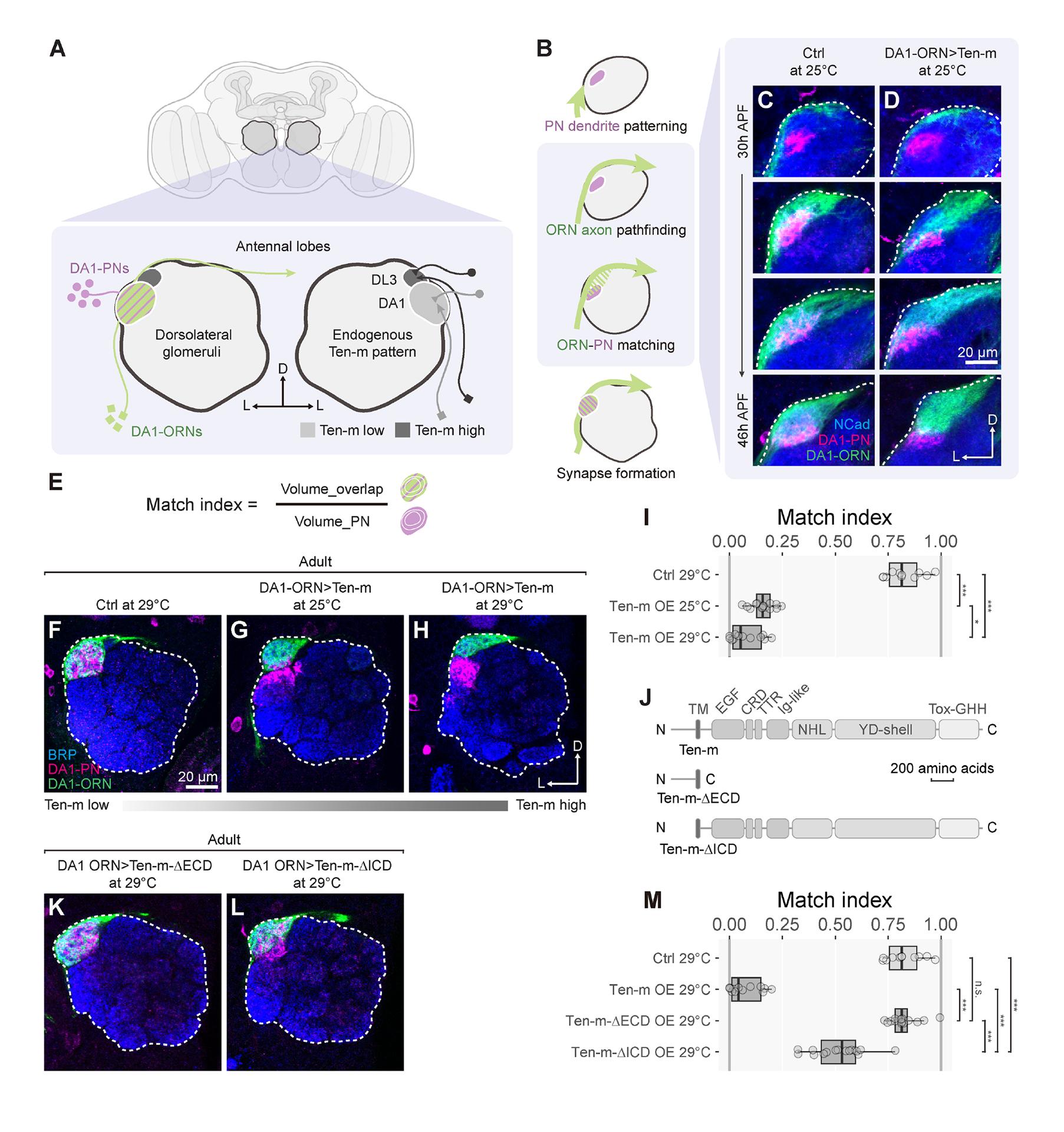 https://cdn.ncbi.nlm.nih.gov/pmc/blobs/a165/11833509/fef4607f4376/nihms-2005581-f0002.jpg