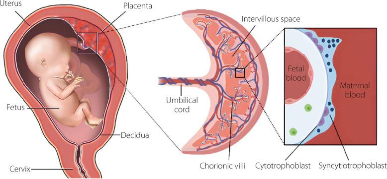 https://cdn.ncbi.nlm.nih.gov/pmc/blobs/a165/12263505/2c2a28a37945/42492_2025_197_Fig1_HTML.jpg