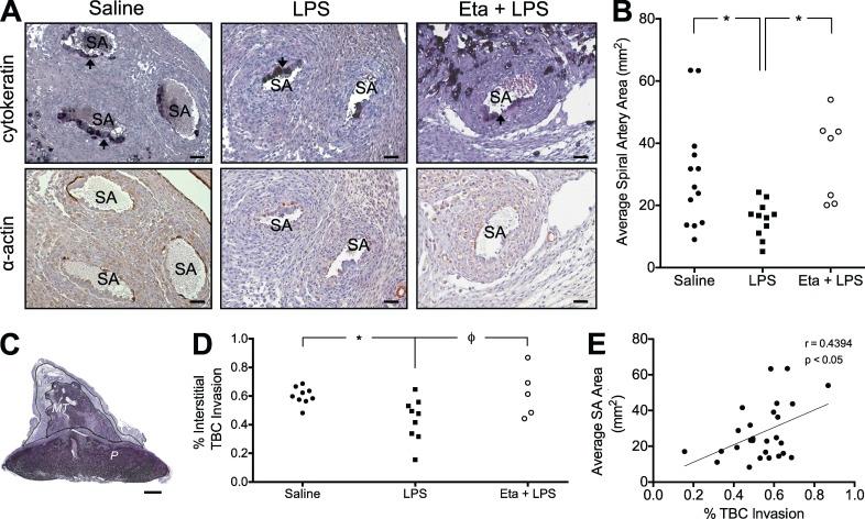 https://cdn.ncbi.nlm.nih.gov/pmc/blobs/a169/3892976/fe1989c1ce02/JEM_20130295R_Fig2.jpg