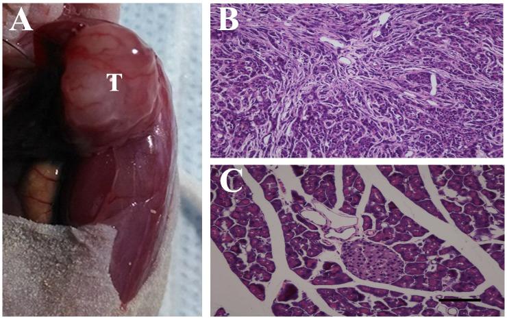 https://cdn.ncbi.nlm.nih.gov/pmc/blobs/a169/5617466/1072c10efd99/oncotarget-08-61810-g007.jpg