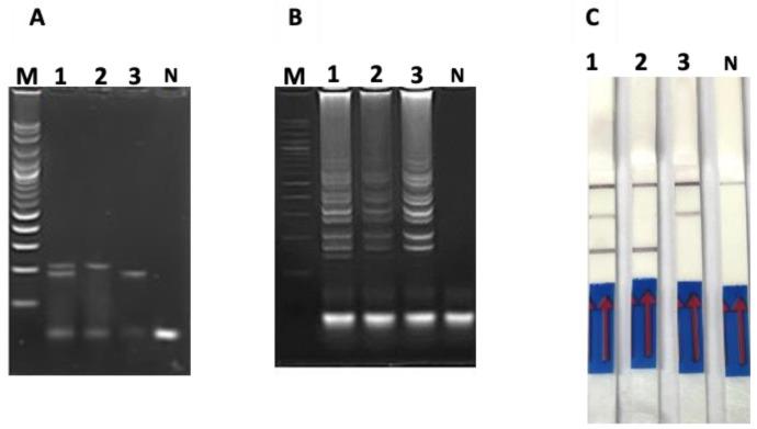 https://cdn.ncbi.nlm.nih.gov/pmc/blobs/a16c/9689611/d3a996d76b9c/cimb-44-00368-g002.jpg