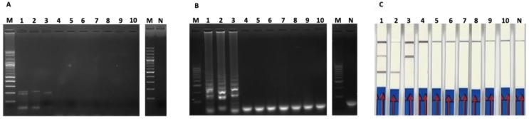 https://cdn.ncbi.nlm.nih.gov/pmc/blobs/a16c/9689611/d79da9e5d215/cimb-44-00368-g004.jpg