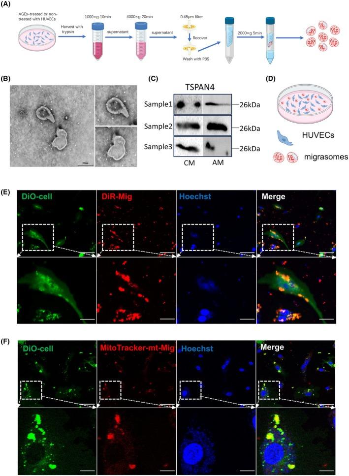 https://cdn.ncbi.nlm.nih.gov/pmc/blobs/a16e/12226421/36cb7bda9714/FEB4-15-1068-g002.jpg