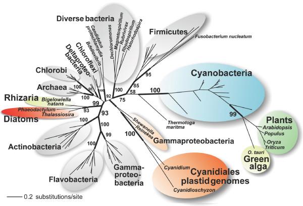 https://cdn.ncbi.nlm.nih.gov/pmc/blobs/a16f/2412073/4edcbdb6348a/1471-2148-8-117-3.jpg