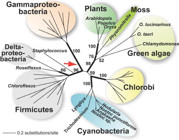 https://cdn.ncbi.nlm.nih.gov/pmc/blobs/a16f/2412073/7511c9ab3d31/1471-2148-8-117-2.jpg