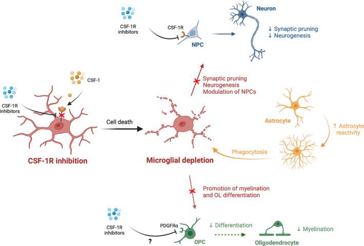 https://cdn.ncbi.nlm.nih.gov/pmc/blobs/a174/11845850/5d08ccf06267/GLIA-73-686-g003.jpg