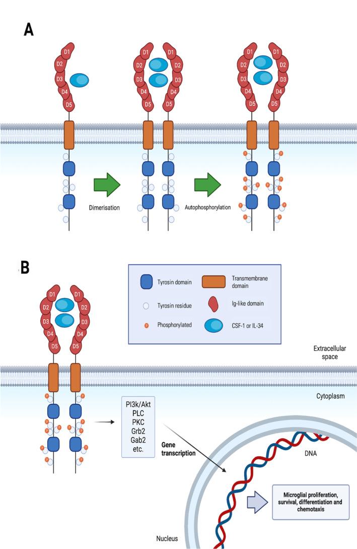 https://cdn.ncbi.nlm.nih.gov/pmc/blobs/a174/11845850/bb0678ee83f6/GLIA-73-686-g002.jpg