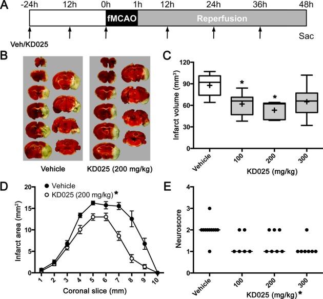 https://cdn.ncbi.nlm.nih.gov/pmc/blobs/a175/4207498/05bc57794694/acn30001-0002-f3.jpg