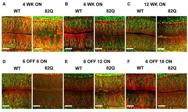 https://cdn.ncbi.nlm.nih.gov/pmc/blobs/a175/5611386/32cc6f3ea701/fncel-11-00292-g0003.jpg