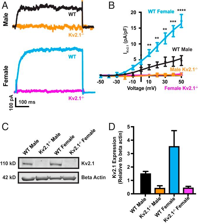 https://cdn.ncbi.nlm.nih.gov/pmc/blobs/a177/7035623/44d0ab6b9ffa/pnas.1917879117fig01.jpg