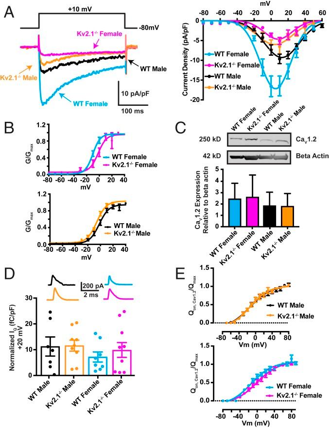 https://cdn.ncbi.nlm.nih.gov/pmc/blobs/a177/7035623/62f3521820ff/pnas.1917879117fig04.jpg