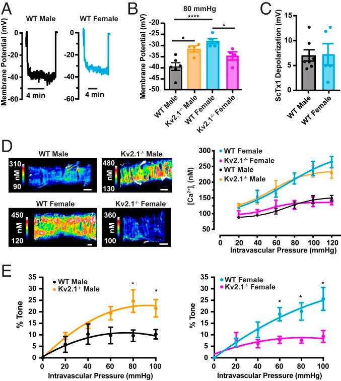 https://cdn.ncbi.nlm.nih.gov/pmc/blobs/a177/7035623/6648c2c80d00/pnas.1917879117fig03.jpg