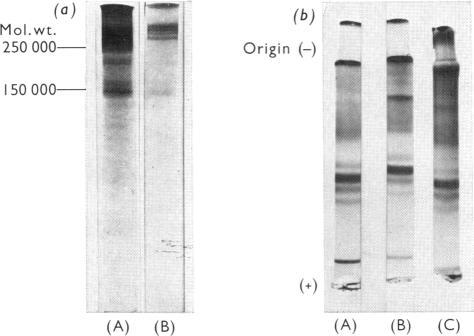 https://cdn.ncbi.nlm.nih.gov/pmc/blobs/a178/1164725/3bad6554fc9b/biochemj00511-0075-a.jpg
