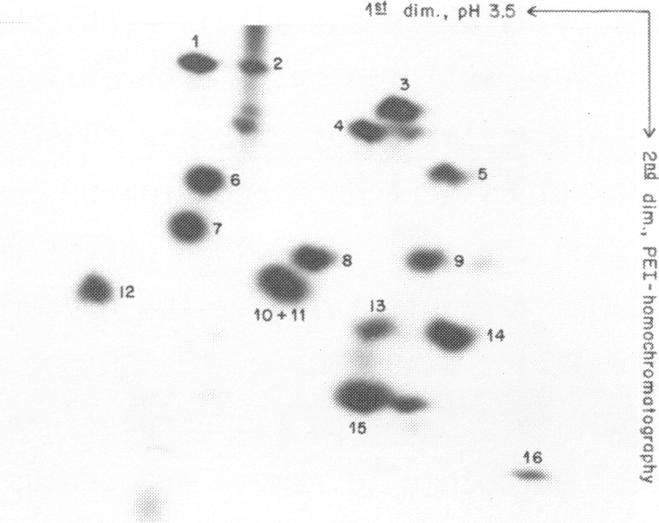https://cdn.ncbi.nlm.nih.gov/pmc/blobs/a178/327836/af7b182421f1/nar00447-0028-a.jpg