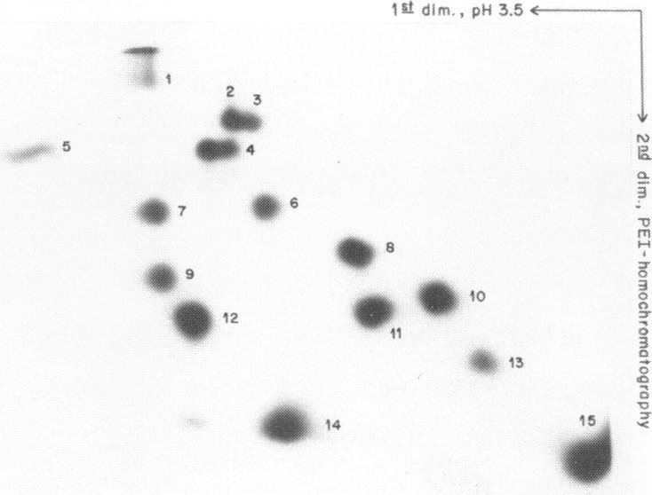https://cdn.ncbi.nlm.nih.gov/pmc/blobs/a178/327836/f333ed8f3e67/nar00447-0030-a.jpg