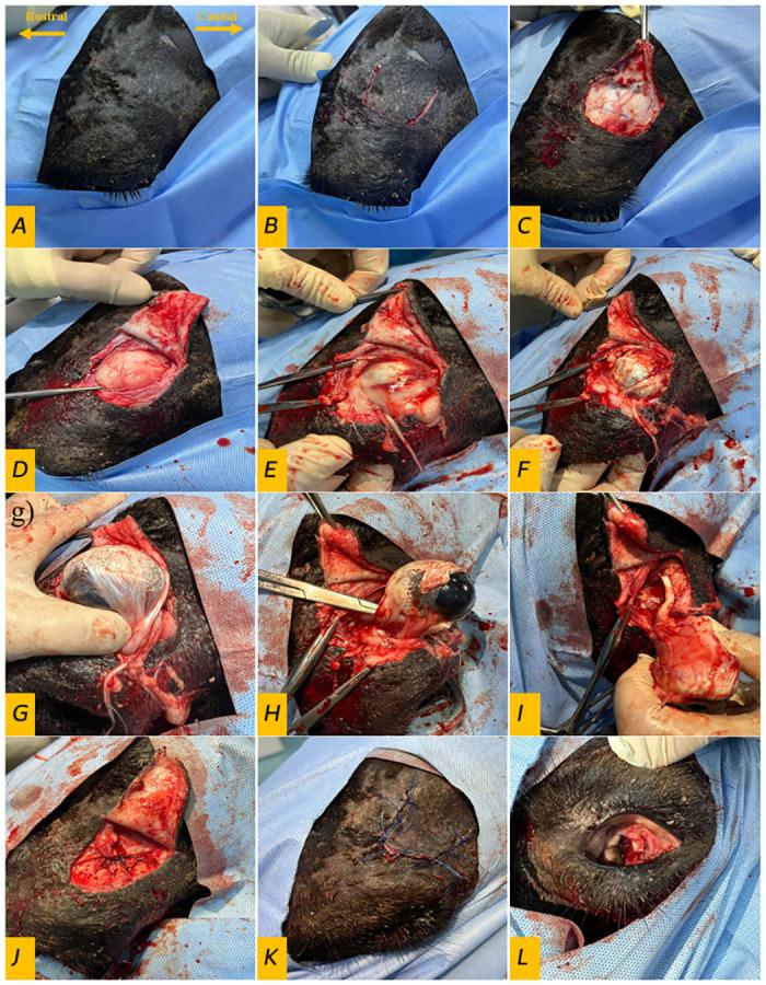 https://cdn.ncbi.nlm.nih.gov/pmc/blobs/a179/11361420/7ac686394476/pone.0306710.g001.jpg