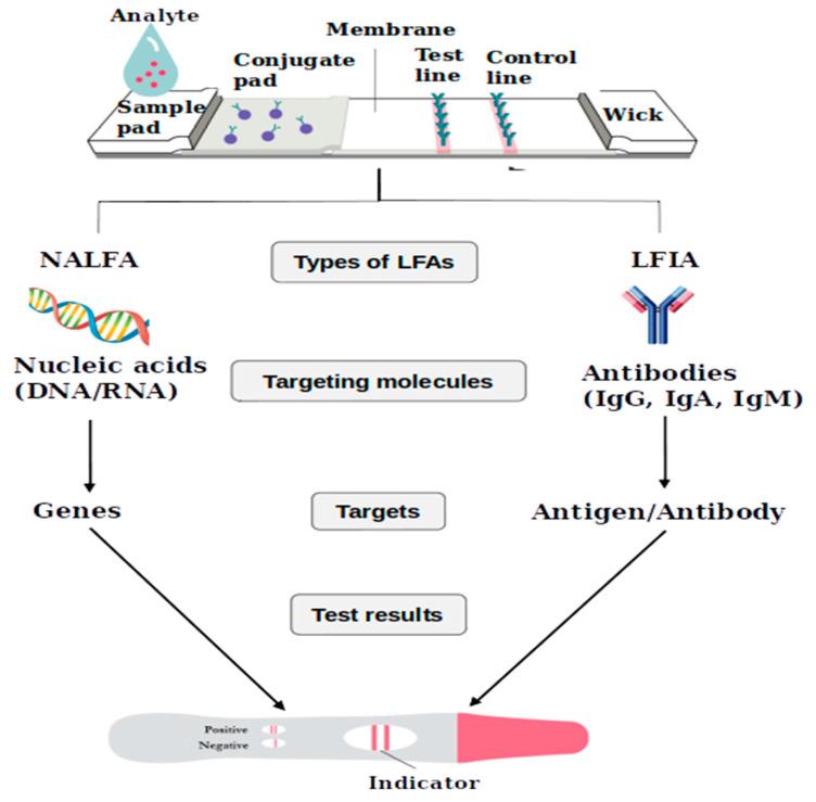 https://cdn.ncbi.nlm.nih.gov/pmc/blobs/a17b/8391981/88dadbd6f42c/diagnostics-11-01352-g003.jpg