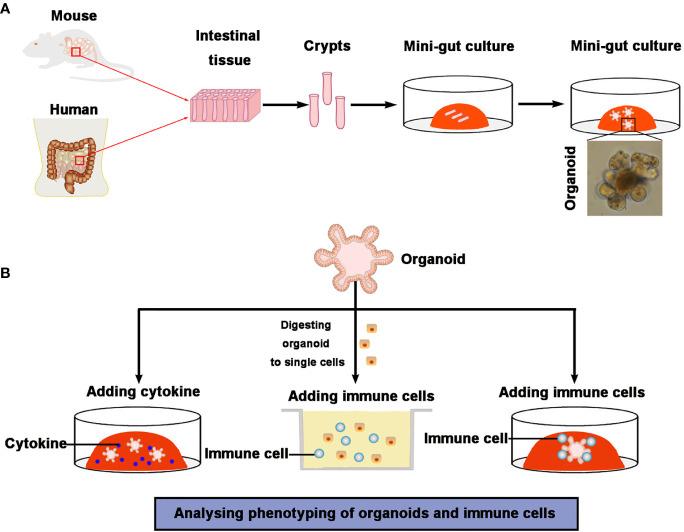 https://cdn.ncbi.nlm.nih.gov/pmc/blobs/a17c/7874163/8b9e27726588/fimmu-11-623691-g003.jpg