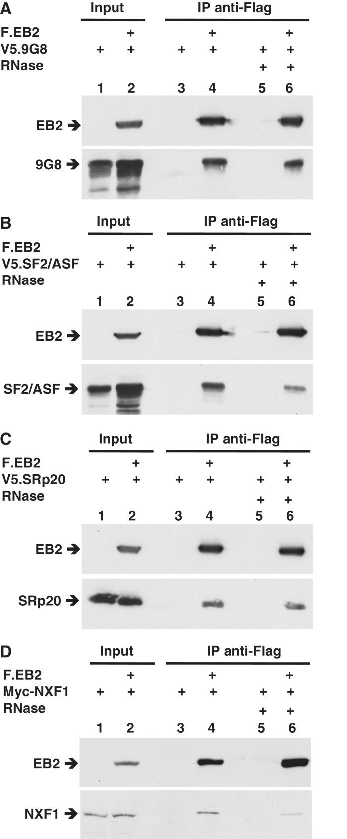 https://cdn.ncbi.nlm.nih.gov/pmc/blobs/a17f/3413128/5bdd68bdb023/gks319f1.jpg