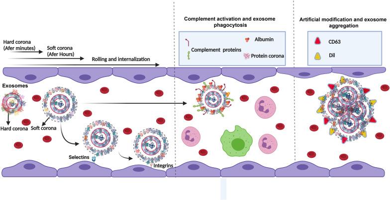 https://cdn.ncbi.nlm.nih.gov/pmc/blobs/a180/10041760/23a73b18fb85/12964_2023_1089_Fig3_HTML.jpg