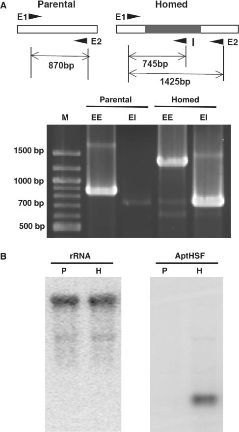 https://cdn.ncbi.nlm.nih.gov/pmc/blobs/a184/2926621/5a8e2163b39c/gkq529f2.jpg