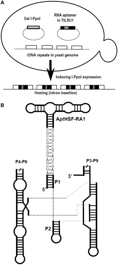 https://cdn.ncbi.nlm.nih.gov/pmc/blobs/a184/2926621/9ddbc9346291/gkq529f1.jpg