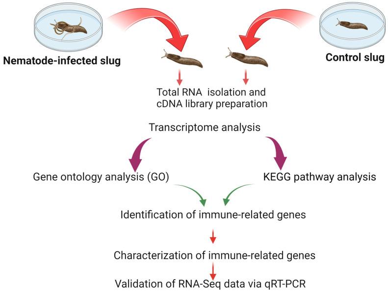 https://cdn.ncbi.nlm.nih.gov/pmc/blobs/a186/11122010/295b49e6fb16/insects-15-00311-g001.jpg