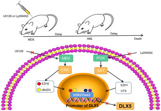 https://cdn.ncbi.nlm.nih.gov/pmc/blobs/a188/10631768/5c9510489d0b/ijo-63-06-05588-g07.jpg