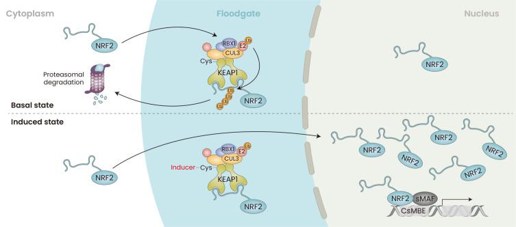 https://cdn.ncbi.nlm.nih.gov/pmc/blobs/a18b/10070164/5125f1287054/molce-46-3-133-f2.jpg