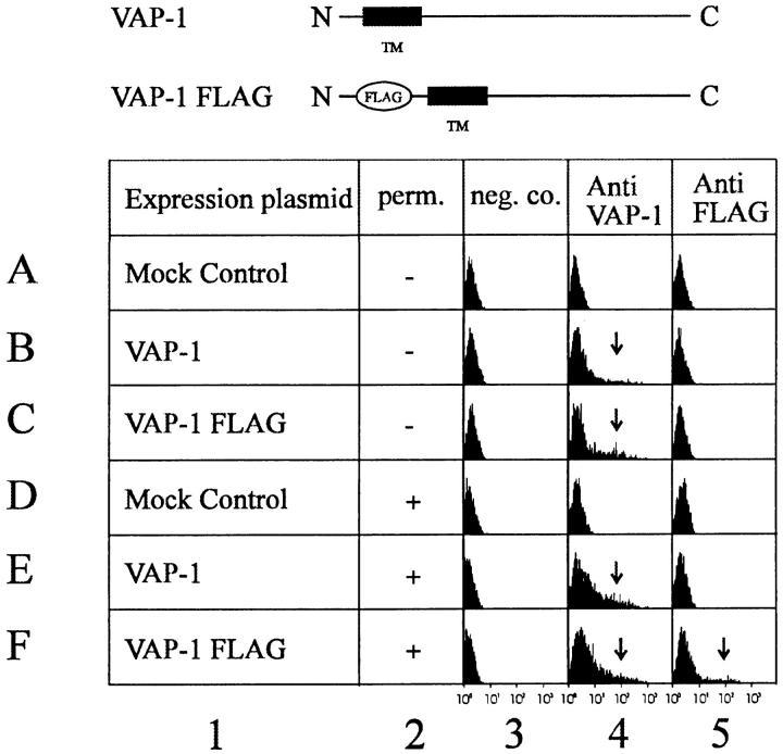 https://cdn.ncbi.nlm.nih.gov/pmc/blobs/a18f/2525535/58c15f0843f7/JEM971692.f4.jpg