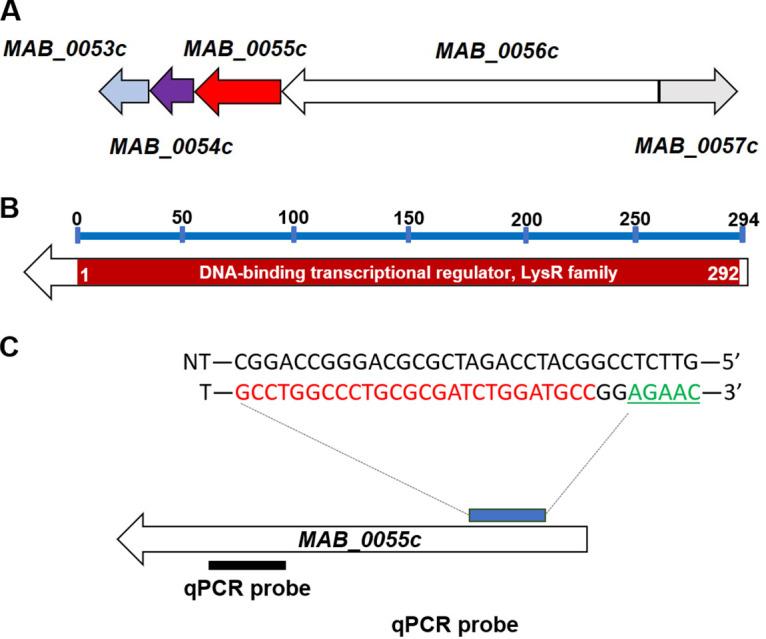 https://cdn.ncbi.nlm.nih.gov/pmc/blobs/a190/10269454/9c73c4112440/spectrum.00631-23-f001.jpg
