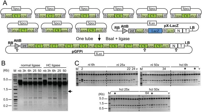 https://cdn.ncbi.nlm.nih.gov/pmc/blobs/a191/2677662/6e953a86fea3/pone.0005553.g002.jpg