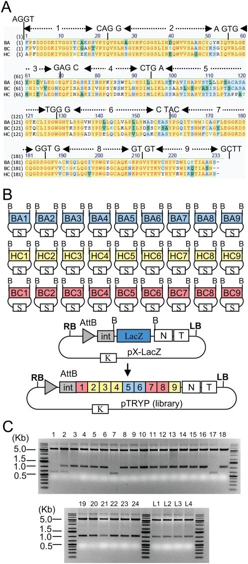 https://cdn.ncbi.nlm.nih.gov/pmc/blobs/a191/2677662/ff519f04d994/pone.0005553.g004.jpg