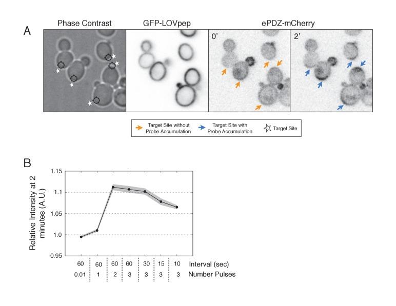 https://cdn.ncbi.nlm.nih.gov/pmc/blobs/a191/5536948/6664674a9325/elife-26722-fig1-figsupp2.jpg