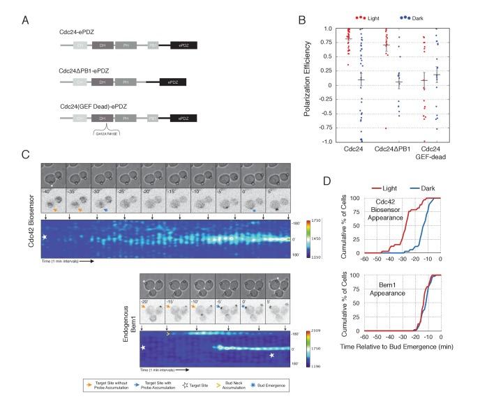 https://cdn.ncbi.nlm.nih.gov/pmc/blobs/a191/5536948/6e15166b134c/elife-26722-fig3.jpg