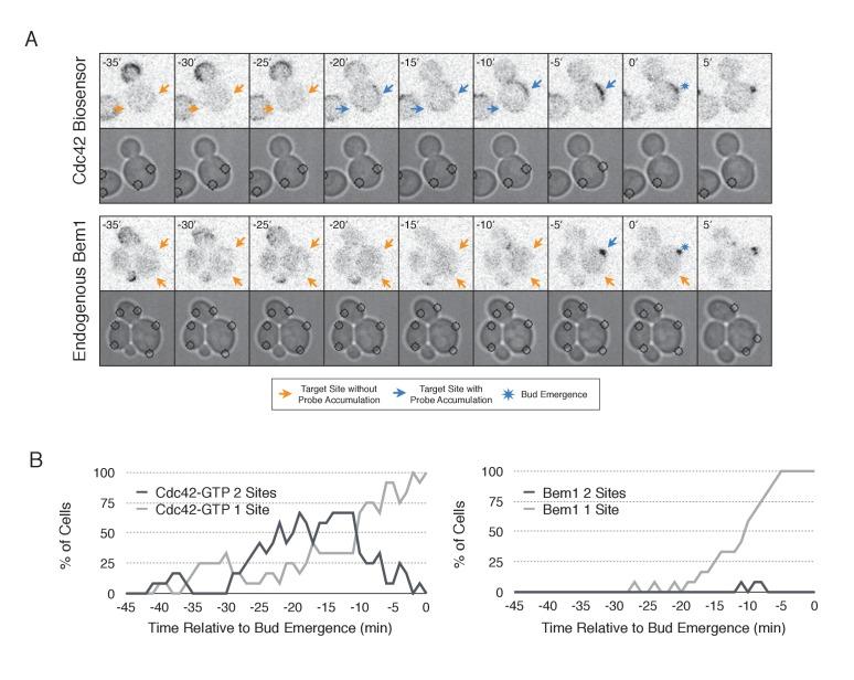 https://cdn.ncbi.nlm.nih.gov/pmc/blobs/a191/5536948/cb8b6b92b457/elife-26722-fig9.jpg