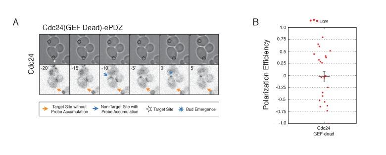 https://cdn.ncbi.nlm.nih.gov/pmc/blobs/a191/5536948/ccdd61a2e60f/elife-26722-fig6-figsupp2.jpg