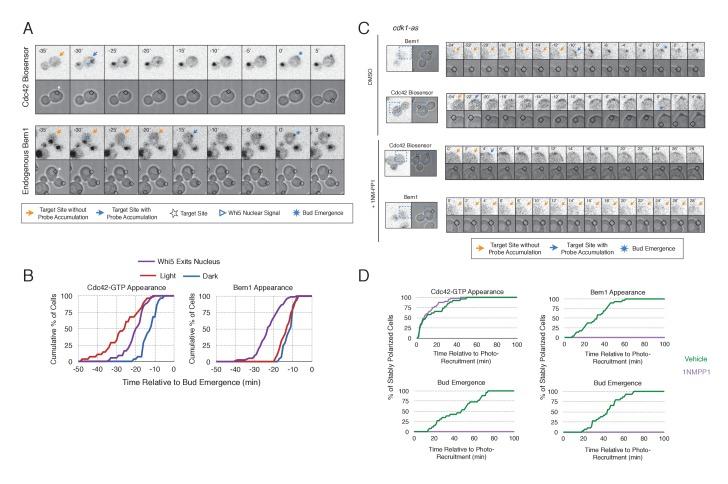 https://cdn.ncbi.nlm.nih.gov/pmc/blobs/a191/5536948/ed754de18ed6/elife-26722-fig5.jpg