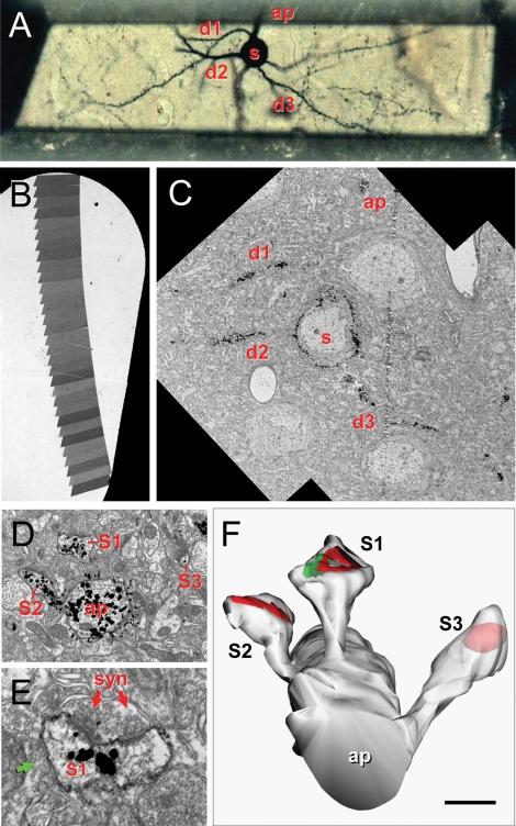 https://cdn.ncbi.nlm.nih.gov/pmc/blobs/a197/2518053/7d83c764ce14/fnins-01-131-g001.jpg