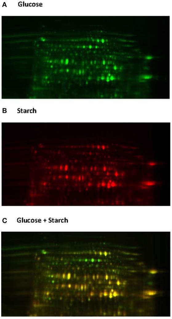 https://cdn.ncbi.nlm.nih.gov/pmc/blobs/a197/5622200/251f418ae4dd/fmicb-08-01657-g0006.jpg