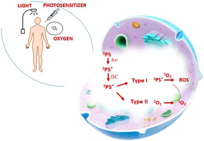 https://cdn.ncbi.nlm.nih.gov/pmc/blobs/a19c/10568033/141bec755631/fphar-14-1250699-g001.jpg