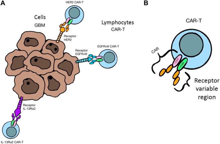 https://cdn.ncbi.nlm.nih.gov/pmc/blobs/a19c/10568033/eadaaa025a7e/fphar-14-1250699-g005.jpg