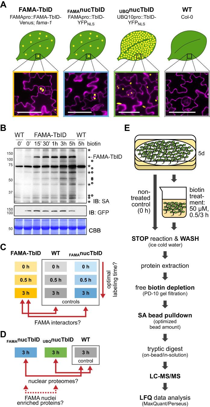 https://cdn.ncbi.nlm.nih.gov/pmc/blobs/a19c/6791687/5ea279d4efc1/elife-47864-fig4.jpg