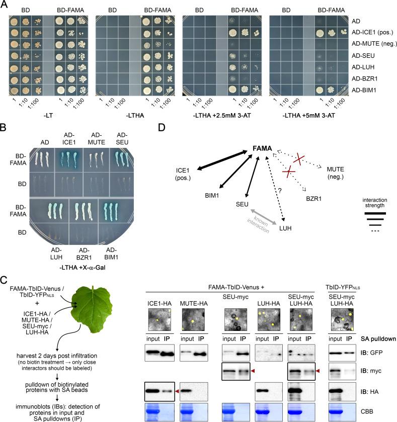 https://cdn.ncbi.nlm.nih.gov/pmc/blobs/a19c/6791687/7e67f4600c93/elife-47864-fig5-figsupp5.jpg