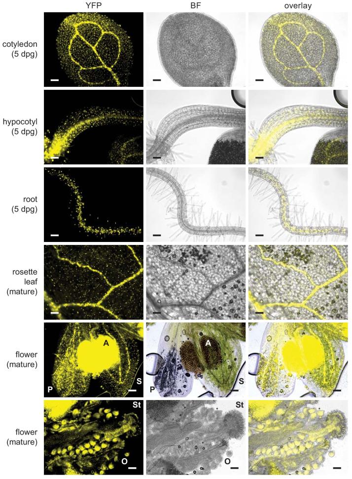 https://cdn.ncbi.nlm.nih.gov/pmc/blobs/a19c/6791687/9254fa70bb8b/elife-47864-fig3-figsupp3.jpg