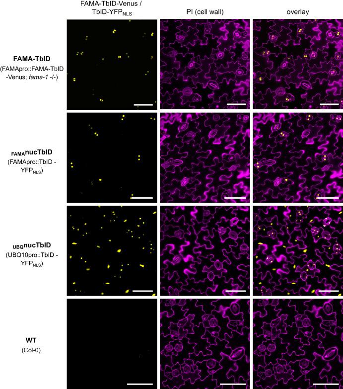 https://cdn.ncbi.nlm.nih.gov/pmc/blobs/a19c/6791687/9c059f226569/elife-47864-fig4-figsupp1.jpg