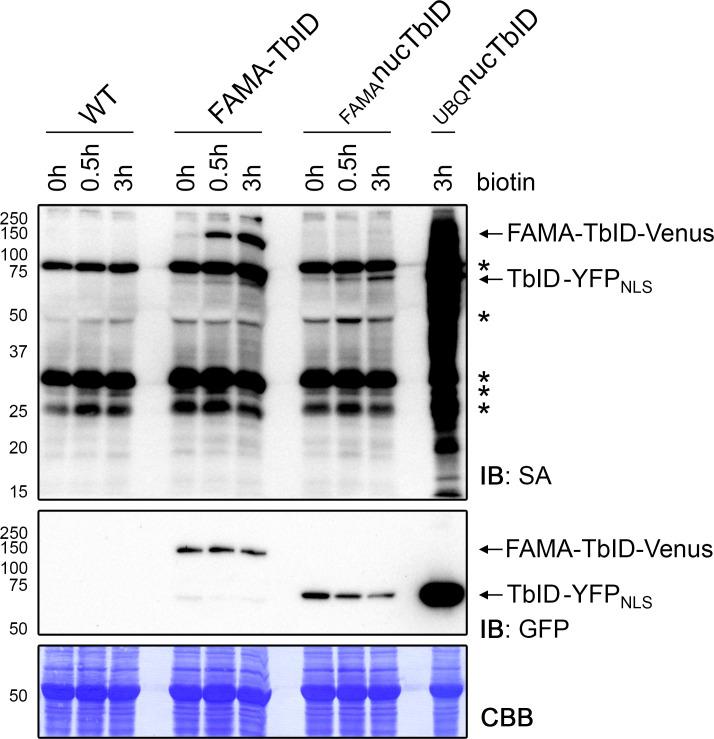 https://cdn.ncbi.nlm.nih.gov/pmc/blobs/a19c/6791687/9ec9bd017d35/elife-47864-fig4-figsupp4.jpg