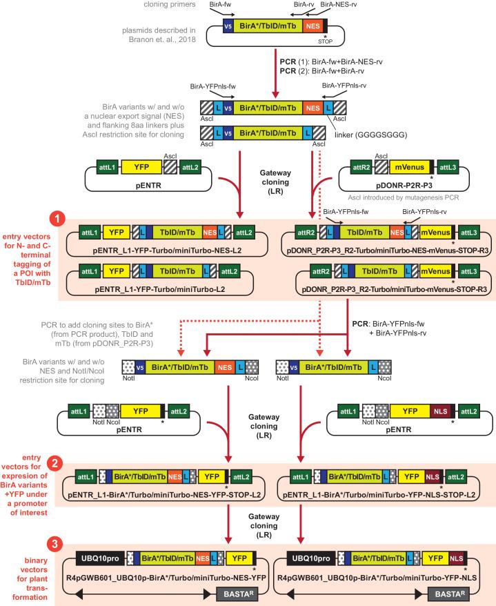 https://cdn.ncbi.nlm.nih.gov/pmc/blobs/a19c/6791687/a5ceed909750/elife-47864-fig1-figsupp5.jpg