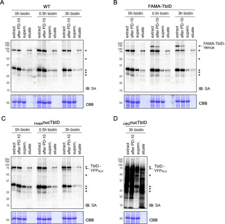 https://cdn.ncbi.nlm.nih.gov/pmc/blobs/a19c/6791687/bb1fb983d911/elife-47864-fig4-figsupp5.jpg